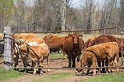 Herd of beef cows behind gate