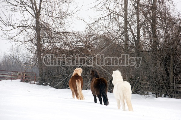 Icelandic horses standing in deep snow