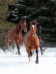 Horses galloping in deep snow