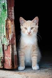 Orange kitten sitting beside barn door