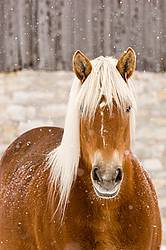 Photo of a Belgian draft horse in the snow