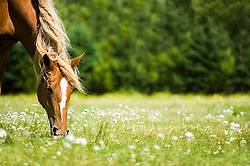 Horse grazing on summer pasture