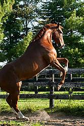 Chestnut thoroughbred horse rearing up
