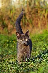 Gray kitten walking in grass