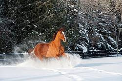 Thoroughbred chestnut horse galloping through the deep snow