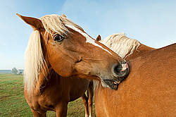 Two chestnut horses standing in field in early morning light mutually grooming each other, scratching each other.
