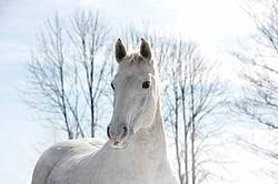 Irish Sport Horse Portrait
