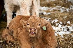 Beef Calf Sticking Tongue Out