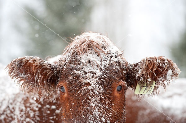 Cow Face in Winter