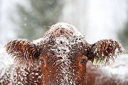 Cow Face in Winter