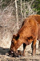Beef Cow With Calf