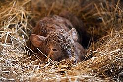 Newborn baby beef calf laying in the straw