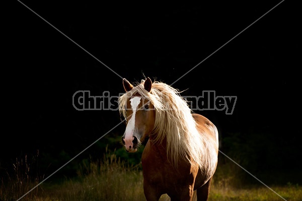 Belgian draft horse trotting out of the shadows