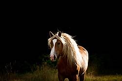 Belgian draft horse trotting out of the shadows