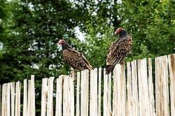Two turkey vultures sitting on fence