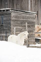 White pony standing in deep snow beside barn