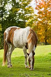Paint horse grazing on late summer, early autumn pasture