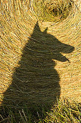 Shadow of dog against round bale of hay