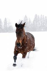 Bay horse galloping in deep snow