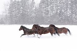 Horses galloping through deep snow