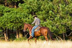 Cowboy Riding Quarter Horse Western Style