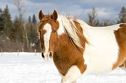 Paint horse in the snow