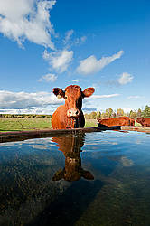Beef cow at water trough