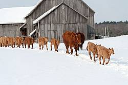 Cows and Calves walking in line