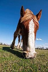 Closeup photo of Belgian Draft Horse