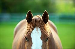 Quarter horse mare
