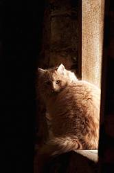 Orange barn cat sitting in barn window