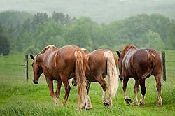 Three horses walking away through tall grass