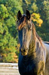 Portrait of a Friesian horse