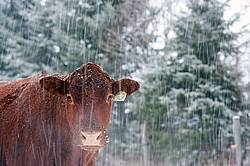 Cow Face in the Snow