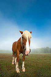 Chestnut horse standing in field in the fog