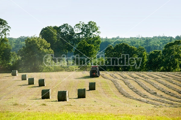 Round bales of hay sitting in field. Farmer round baling remaining hay in the background