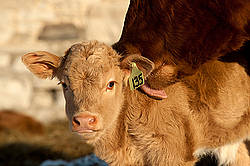 Young baby beef calf being licked, groomed by its mom