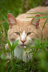 Orange cat in tall grass