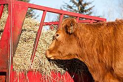 Beef Cow at Hay Feeder
