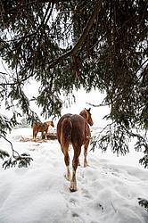 Horse standing in snow under trees