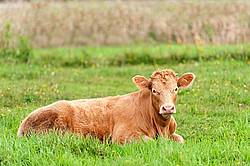 Beef Heifer laying in Grass