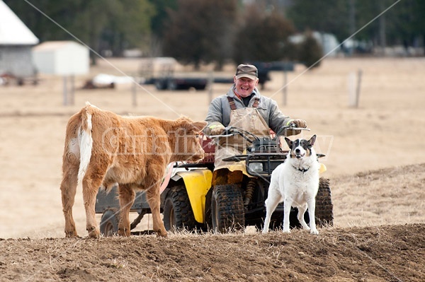 Farmer riding ATV with farm dog and beef calf