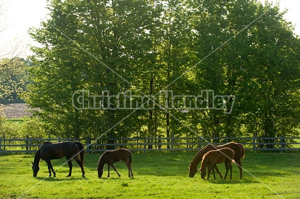 quarter horse mares and foals