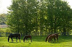 quarter horse mares and foals