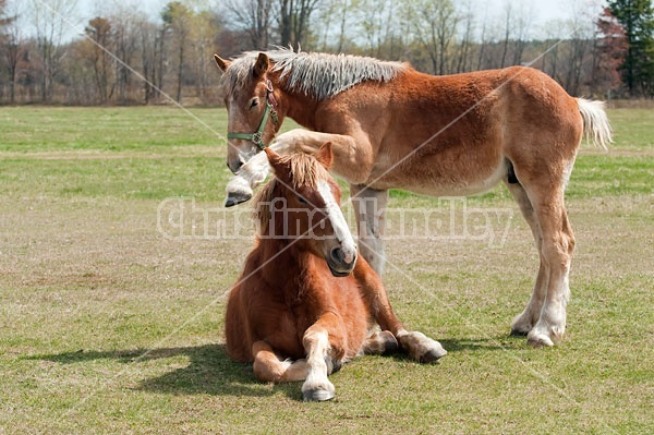 Two young Belgian draft horses playing