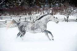 Gray horse galloping in deep snow 