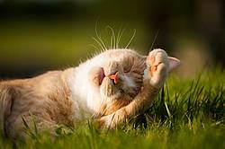 Orange cat laying on the grass outside in the sunshine