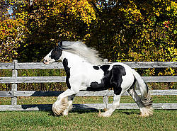 Gypsy Vanner horse