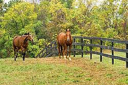Two horses outside in paddock