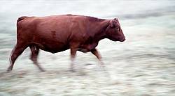 Red Cow Walking